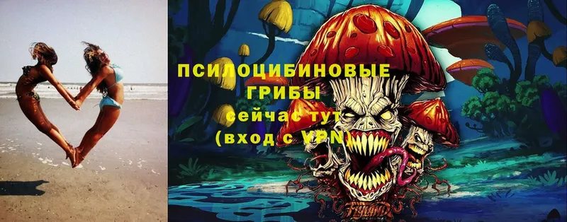 Галлюциногенные грибы Cubensis  Западная Двина 